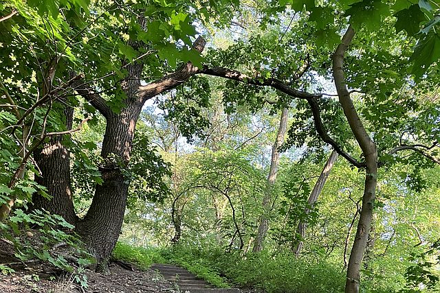 Symbolfoto: Eine Steintreppe führt einen grün bewaldeten Hügel hinauf.
